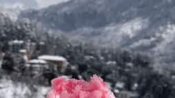 Influencer crafts rose ice cream using snow, enjoying it like a gola; Online users express concern (WATCH)