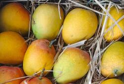 5 easy tips to choose sweet and ripe mangoes iwh