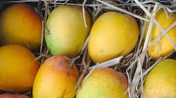 5 easy tips to choose sweet and ripe mangoes iwh