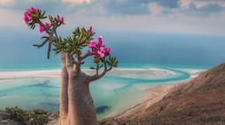 Socotra to Fly Geyser: 7 unusual wonders on Earth ATG