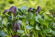 Spinach to Carrots: 7 vegetables that help in purifying blood ATG