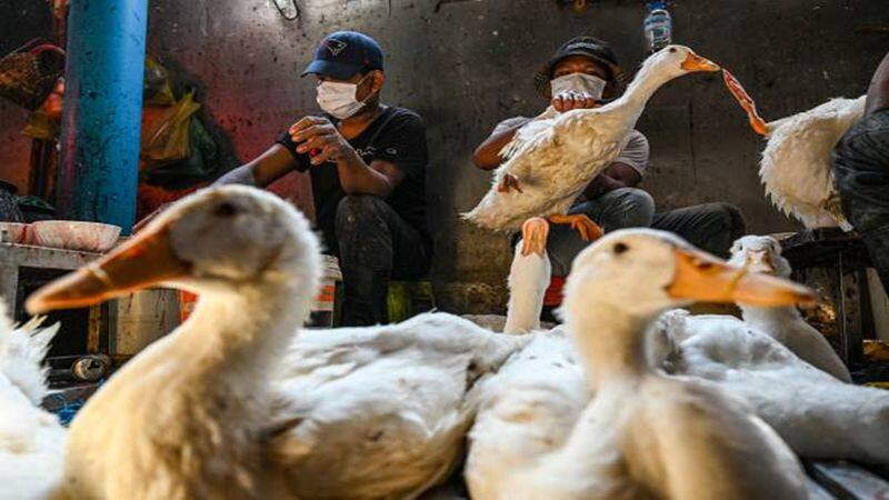 Bird flu epidemic '100 times terrible' than Covid pandemic, researchers warn