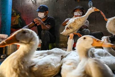 Bird flu epidemic '100 times terrible' than Covid pandemic, researchers warn