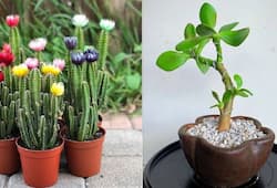 According to vastu these plants are not good home vastu tips for unlucky plants XBW