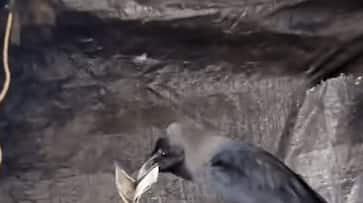 Clever crow steals Rs 500 note, sparks hilarious pursuit (WATCH)
