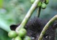 cat poop made Coffee Kopi Luwak amazing health benefits most expensive coffee in the world XBW