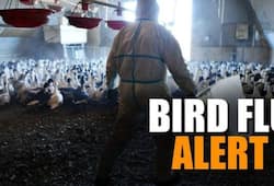 H5N1 Bird Flu different from covid 19 H5N1 causes Symptoms in hindi Bird Flu kya hota kxa