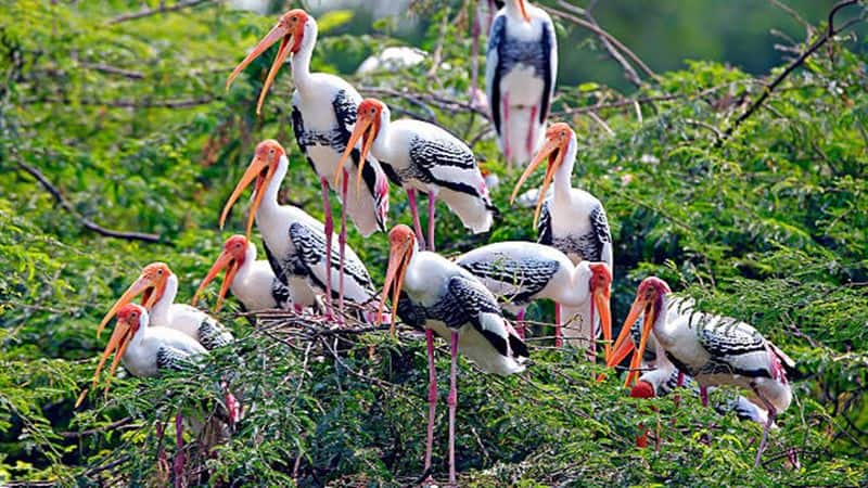 Thattekkad Bird Sanctuary to Binsar Wildlife Sanctuary: Explore the Beauty of Nature nti