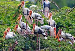 Thattekkad Bird Sanctuary to Binsar Wildlife Sanctuary: Explore the Beauty of Nature nti