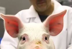 First time pig kidney transplant in human in America discharge from hospital zkamn