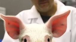 First time pig kidney transplant in human in America discharge from hospital zkamn