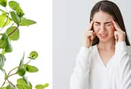 Benefits of Tulsi leaves A simple home remedy that will help you get rid of migraines iwh