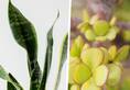 Jade Plant to Snake Plant: 7 plants that attract Wealth ATG