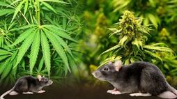 Jharkhand News Dhanbad District Court Rajganj police station incharge said Rats destroyed 10 kg hemp and 9 kg ganja in the warehouse XSMN