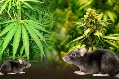 Jharkhand News Dhanbad District Court Rajganj police station incharge said Rats destroyed 10 kg hemp and 9 kg ganja in the warehouse XSMN