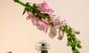 Perfume guide: 6 Best scents for a vibrant spring this year