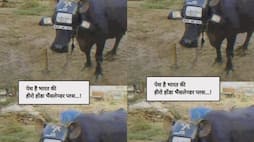 video viral of buffalo wearing hero honda splendor headlight zkamn