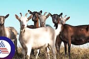 Island Overrun By Goats Is Begging People To Take Them Away roo