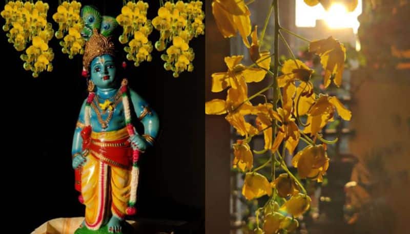 Vishu 2024: How to arrange beautiful and simple Vishu Kani? anr