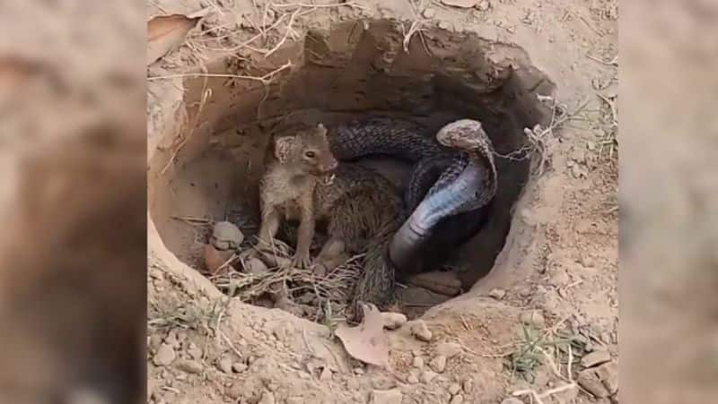 A video of a deadly fight between a mongoose and a snake inside a pothole goes viral-rag
