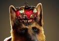 world pet day 2024 meet world's richest dog Gunther vi worth at 4000 crore kxa   