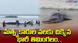 A huge whale caught in the fishermen's net.