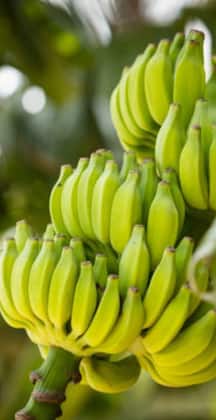 The Ultimate Health Benefits of Green Banana