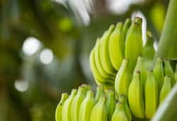 The Ultimate Health Benefits of Green Banana nti