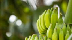 The Ultimate Health Benefits of Green Banana nti