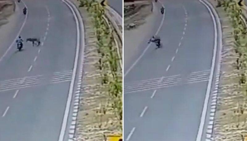 Fatal collision: Ayodhya biker dies as Nilgai horn pierces chest in tragic road accident (WATCH) AJR