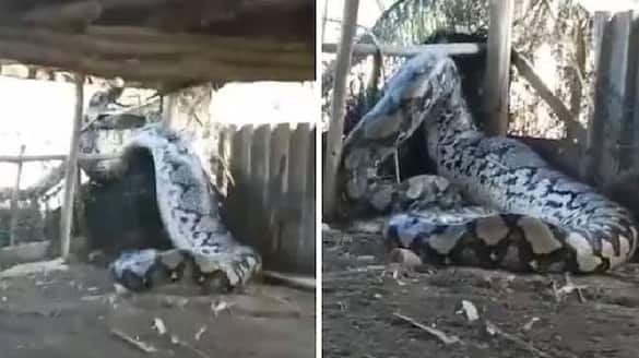 giant python trying to escape scary video 