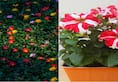 Petunia to Moss Rose: 8 beautiful hanging plants that you can easily grow at home nti