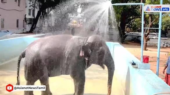 tiruchendur temple elephant deivanai taking bath at swimming pool vel