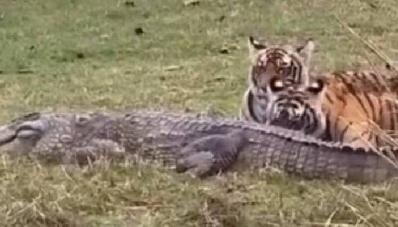 tigress and cubs hunting and eating crocodile video from Ranthambore National Park