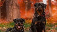 Rottweiler to Boxer-7 popular dog breeds in Kerala  RBA EAI