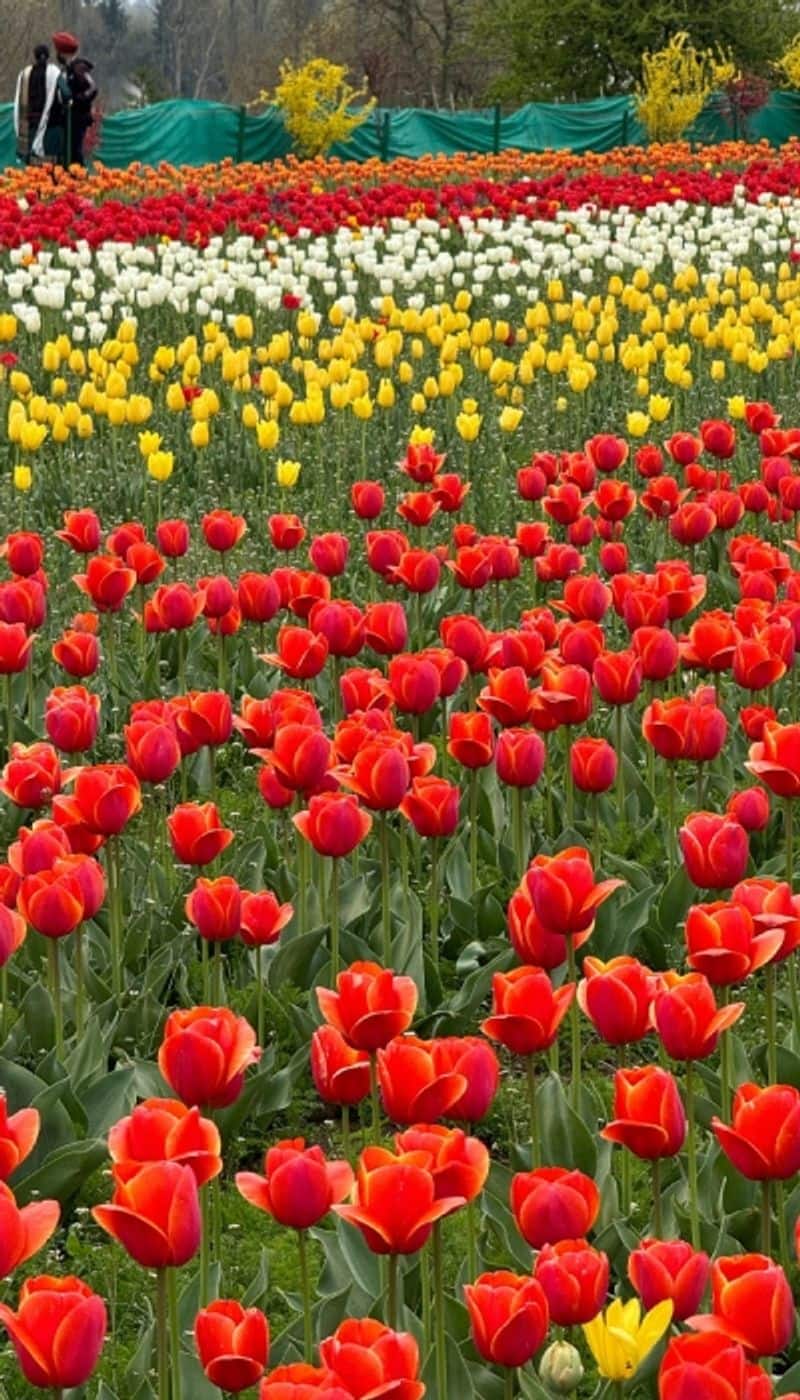 travel story of the tulip spring in Kashmir by C R pusha