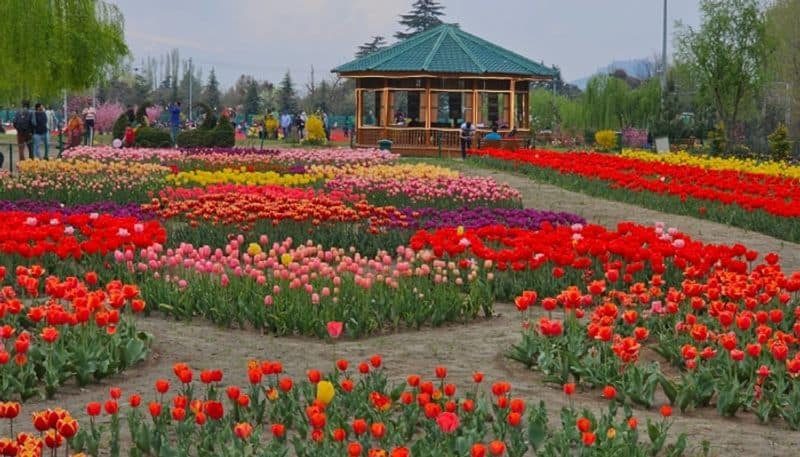 travel story of the tulip spring in Kashmir by C R pusha
