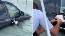Dubai floods: Video of cat saved after being found clinging to car door amidst rainfall moves internet (WATCH) AJR