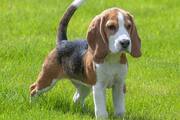 Beagle to Golden Retriever-7 Best Therapy Dog Breeds In India RBA EAI