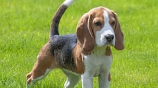 Beagle to Golden Retriever-7 Best Therapy Dog Breeds In India RBA EAI