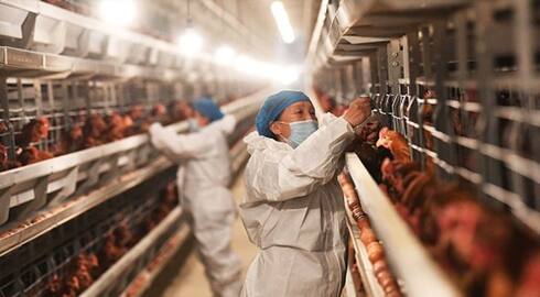 Enormous concern WHO warns of rising threat from H5N1 avian flu transmission to humans snt