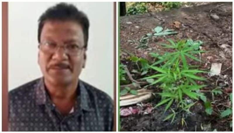 ganja plants in house premise house owner arrested 