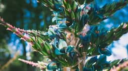 Puya alpestris bloom in Birmingham Botanical Gardens 