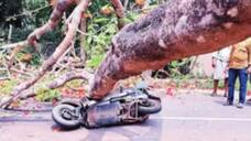 passenger on a scooter was seriously injured when a falling tree fell on his body 