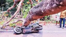 passenger on a scooter was seriously injured when a falling tree fell on his body 