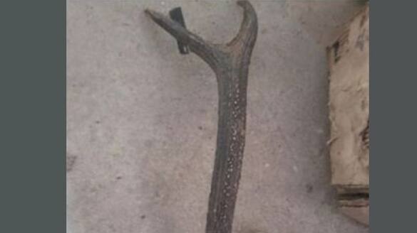 Secret information to the police reached Shafiq s house  everything was confirmed deer antlers and weapons were found