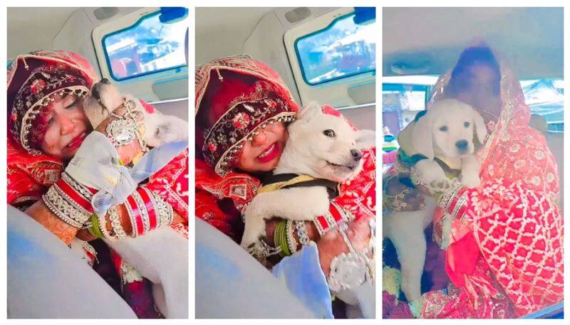 video of a bride crying as she can't leave her dog after her wedding has gone viral