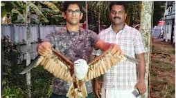 Hawk that threatened the locals was caught in harippad Eagle news