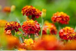 Marigold to Sunflowers: 7 flowers to add colour to your Summer garden ATG