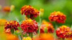 Marigold to Sunflowers: 7 flowers to add colour to your Summer garden ATG